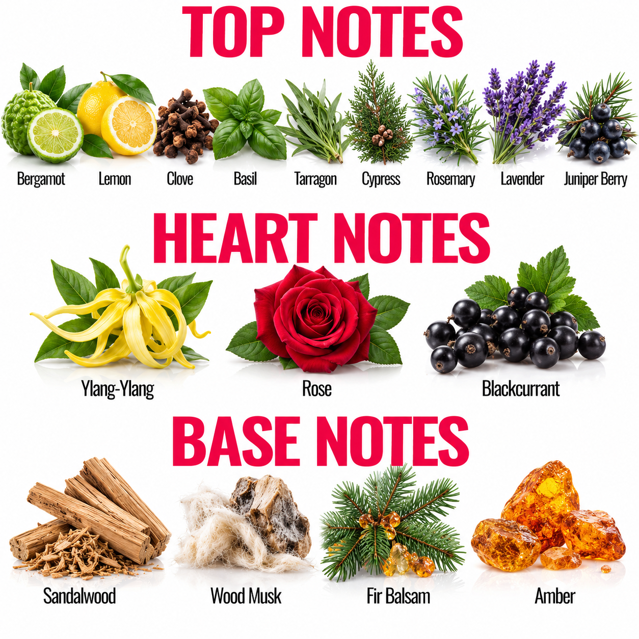 A fragrance notes chart titled 'TOP NOTES', 'HEART NOTES', and 'BASE NOTES' showing illustrated botanical ingredients with labels: bergamot, lemon, clove, basil, tarragon, cypress, rosemary, lavender, juniper berry, ylang-ylang, rose, and blackcurrant, plus sandalwood, wood musk, fir balsam, and amber.
