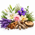 A styled botanical arrangement on a white background featuring purple lavender, white and pink flowers, green foliage, cinnamon sticks, star anise, pinecones, dried roots, and a wood slice.
