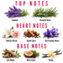 A fragrance notes chart on a white background with pink text reading TOP NOTES, HEART NOTES, and BASE NOTES. Lavender, aromatic herbs, delicate florals, gentle spice, soft powdery notes, soft woods, warm cedar, and vanilla are shown with labeled botanical illustrations.