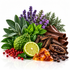 Explorer Fragrance Oil