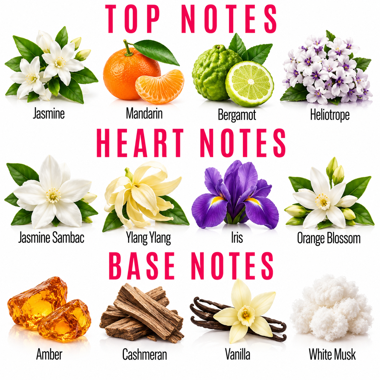 A fragrance notes graphic with the headings TOP NOTES, HEART NOTES, and BASE NOTES. The top notes section shows jasmine, mandarin, bergamot, and heliotrope flowers and fruit.