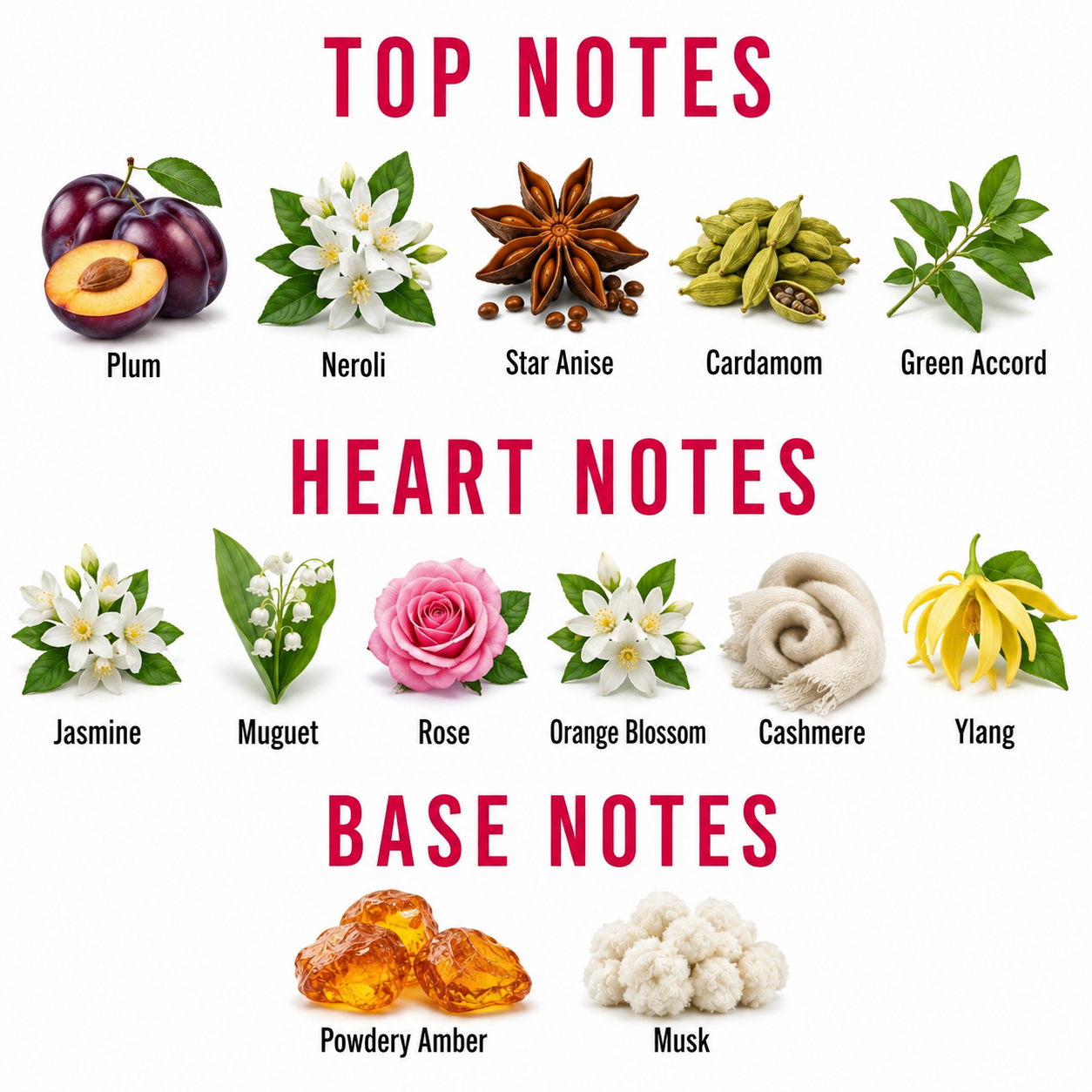 A fragrance notes chart on a white background with red headings reading TOP NOTES, HEART NOTES, and BASE NOTES. Top notes shown include plum, neroli, star anise, cardamom, and green accord with small labeled illustrations.