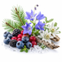 A styled botanical still life on a white background featuring blueberries, blackberries, redcurrants, pine needles, white and blue flowers, driftwood, and clear ice crystals.