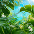 Vibrant tropical green leaves with water droplets, a splash of clear water, and bright blue sky in the background, with small white flowers and slices of melon visible among the foliage.