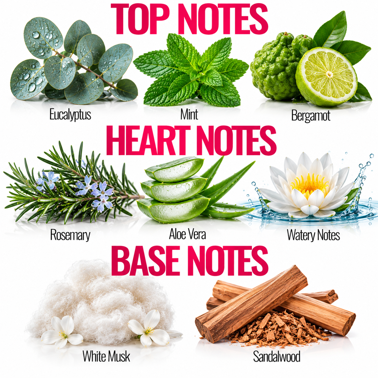 A botanical fragrance notes graphic with three labeled sections: TOP NOTES, HEART NOTES, and BASE NOTES. The top row shows Eucalyptus, Mint, and Bergamot under TOP NOTES; the middle row shows Rosemary, Aloe Vera, and Watery Notes under HEART NOTES; the bottom row shows White Musk and Sandalwood under BASE NOTES.