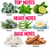 A botanical fragrance notes graphic with three labeled sections: TOP NOTES, HEART NOTES, and BASE NOTES. The top row shows Eucalyptus, Mint, and Bergamot under TOP NOTES; the middle row shows Rosemary, Aloe Vera, and Watery Notes under HEART NOTES; the bottom row shows White Musk and Sandalwood under BASE NOTES.