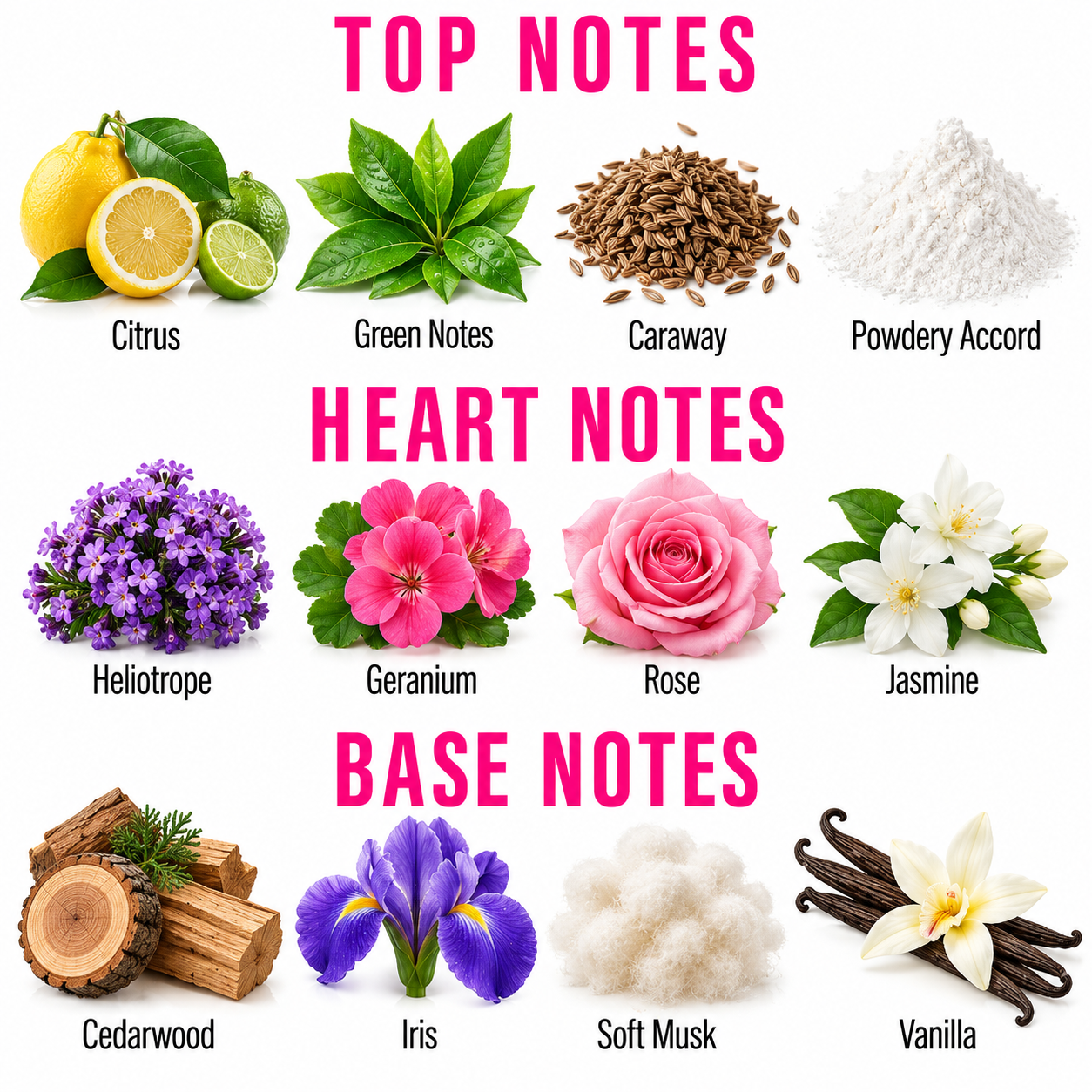 An educational fragrance composition chart displaying top, heart, and base notes. The top section, labeled 'TOP NOTES' in pink, shows citrus, green notes, caraway, and powdery accord.