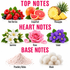 A fragrance notes graphic with pink text reading TOP NOTES, HEART NOTES, and BASE NOTES. Top notes shown are red berries, grapefruit, and pineapple.