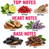 A fragrance notes graphic with six ingredient clusters labeled Bergamot, Pink Pepper, White Pepper, Cedarwood, Clary Sage, Tonka Bean, and Cocoa, arranged under the headings TOP NOTES, HEART NOTES, and BASE NOTES on a white background.