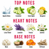 A scent profile infographic titled 'TOP NOTES', 'HEART NOTES', and 'BASE NOTES' showing illustrated and photographic representations of ingredients. Top notes include Aquatic Notes (water splash), Cucumber, Green Apple, and Bergamot.