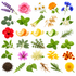 Collection of various flowers, leaves, and fruits on a white background