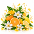 A vibrant fruit and flower arrangement on a white background, featuring whole and sliced oranges, lemons, white blossoms, green leaves, and golden splash droplets.