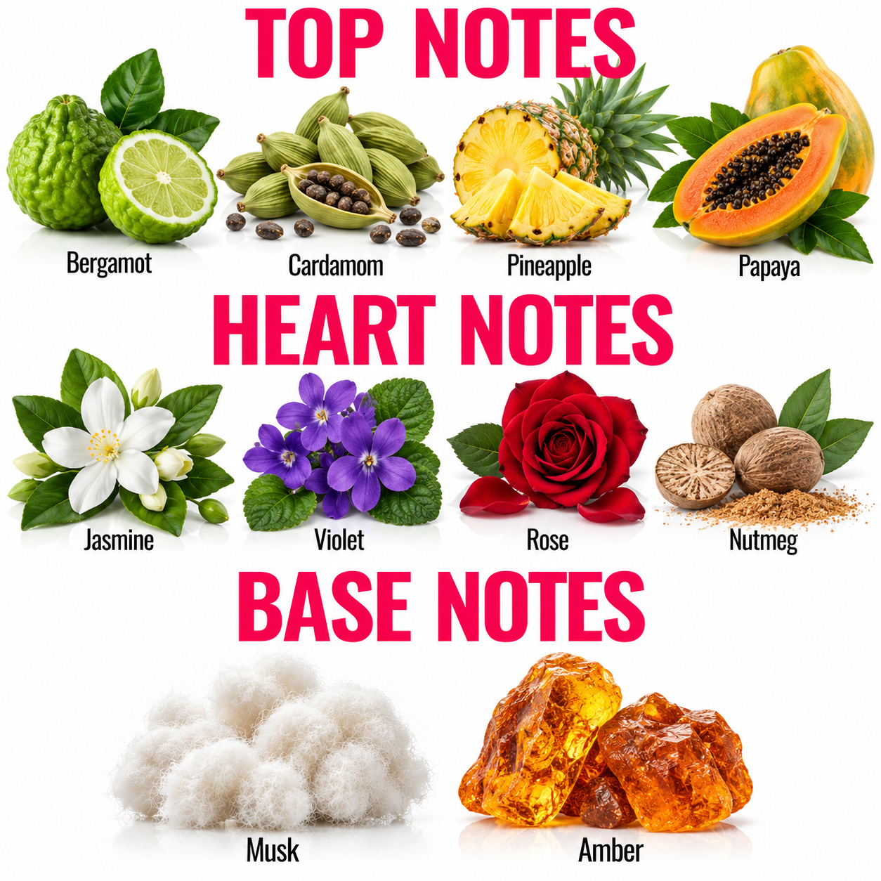 An educational fragrance notes chart titled 'TOP NOTES', 'HEART NOTES', and 'BASE NOTES' showing labeled illustrations of ingredients: bergamot, cardamom, pineapple, papaya, jasmine, violet, rose, nutmeg, musk, and amber on a white background.