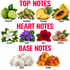 An educational fragrance notes chart titled 'TOP NOTES', 'HEART NOTES', and 'BASE NOTES' showing labeled illustrations of ingredients: bergamot, cardamom, pineapple, papaya, jasmine, violet, rose, nutmeg, musk, and amber on a white background.