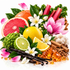 A vibrant still life arrangement of citrus fruits, rhubarb, vanilla beans, white flowers, green leaves, pink lotus petals, and amber honey crystals on a clean white background.