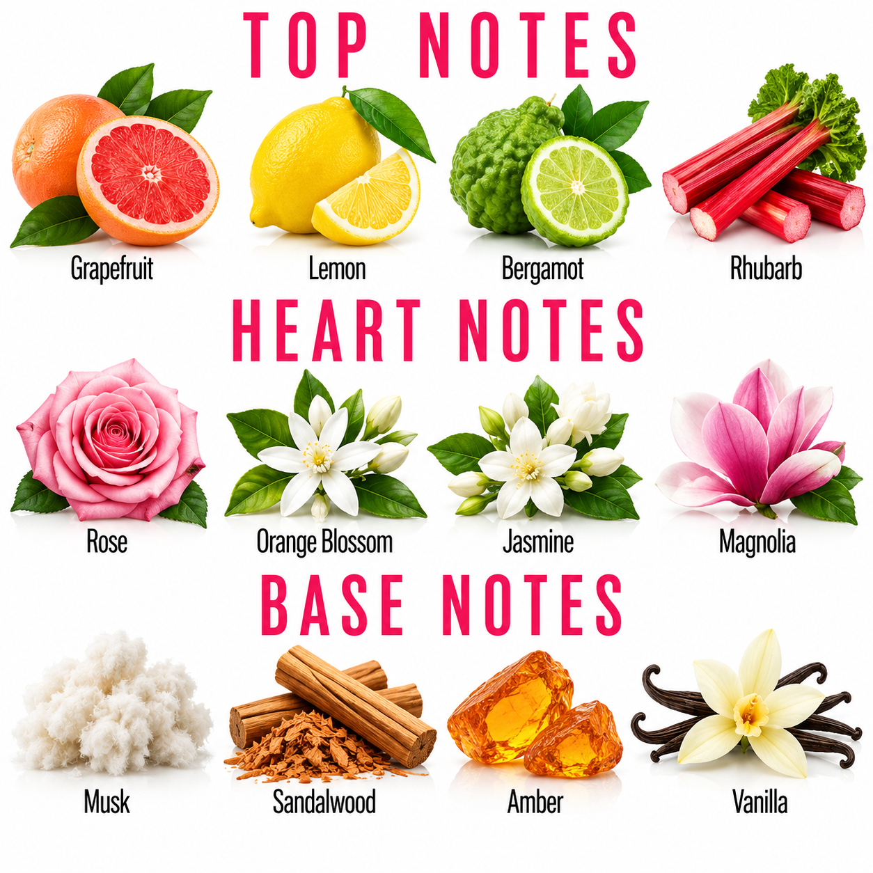 A fragrance notes chart titled 'TOP NOTES', 'HEART NOTES', and 'BASE NOTES' with labeled illustrations of citrus fruits, rhubarb, roses, blossoms, vanilla, sandalwood, amber, and musk.