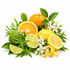 A vibrant arrangement of citrus fruits and green leaves on a clean white background, featuring whole and sliced oranges, lemons, limes, and small white blossoms.