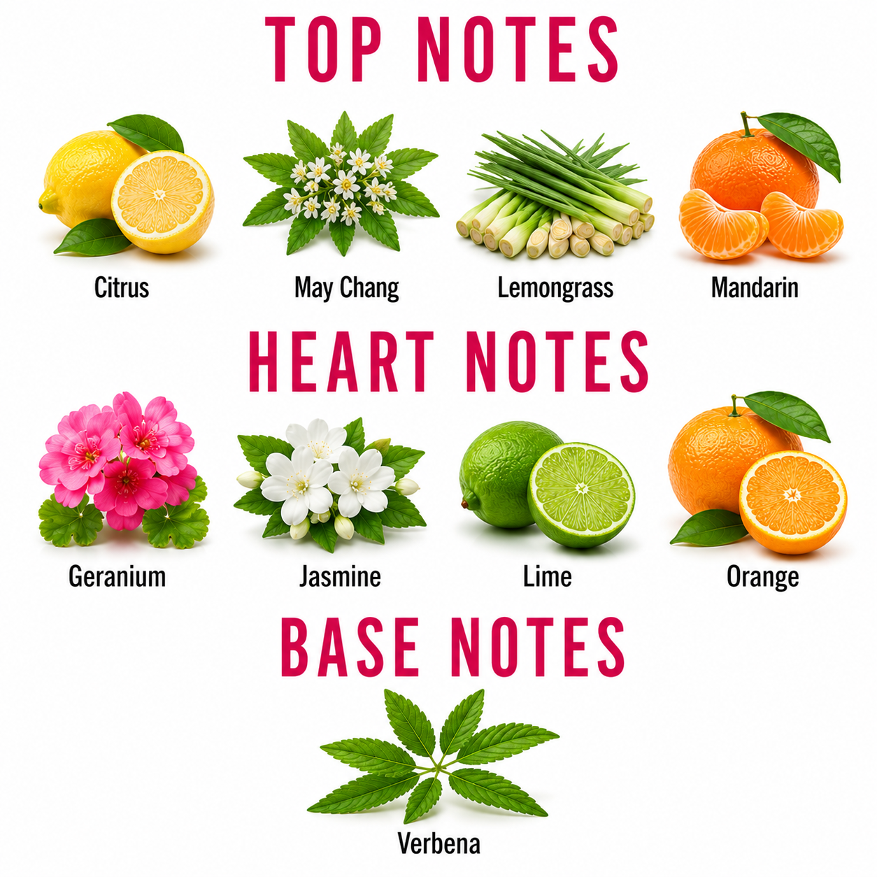 A botanical notes chart on a white background with pink headings reading TOP NOTES, HEART NOTES, and BASE NOTES. Each note is paired with a labeled fruit or herb illustration: Citrus, May Chang, Lemongrass, Mandarin, Geranium, Jasmine, Lime, Orange, and Verbena.