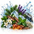 A styled botanical and natural product arrangement on a white background, featuring green leaves, white flowers, purple lavender, pine branches, bark, ice cubes, water splashes, and amber-colored resin or honey.