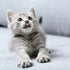 A small grey kitten with beige paws and a pink tongue sitting on a grey surface.