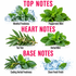 A fragrance notes graphic on a white background with pink text reading TOP NOTES, HEART NOTES, and BASE NOTES. The notes shown are Menthol Freshness, Peppermint/Mint, Tea Tree, Herbal Mint, Cooling Herbal Freshness, and Clean Fresh Finish, each illustrated with mint leaves and ice or water splash imagery.