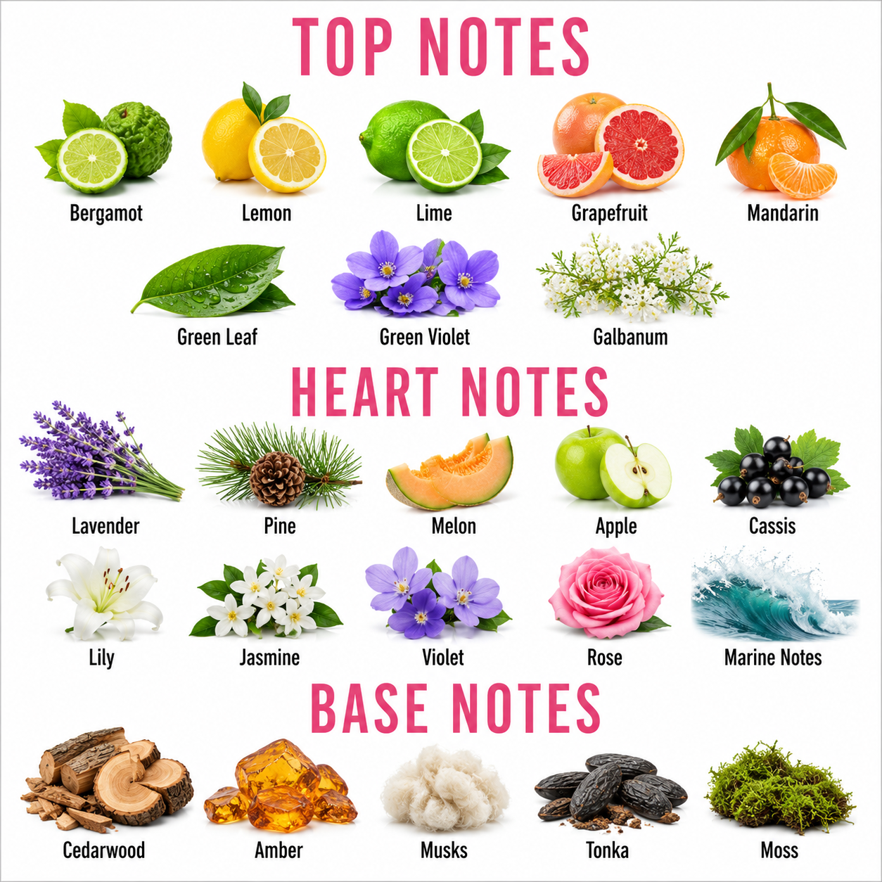 A fragrance notes chart titled 'TOP NOTES' and 'BASE NOTES' showing illustrated botanical and floral elements labeled with scent names such as Bergamot, Lemon, Lime, Grapefruit, Mandarin, Green Leaf, Green Violet, Galbanum, Lavender, Pine, Melon, Apple, Cassis, Lily, Jasmine, Violet, Rose, Marine Notes, Cedarwood, Amber, Musks, Tonka, and Moss on a white background.