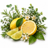 A styled arrangement of fresh lemons, lime wedges, green leaves, rosemary sprigs, eucalyptus stems, and small white flowers on a clean white background.