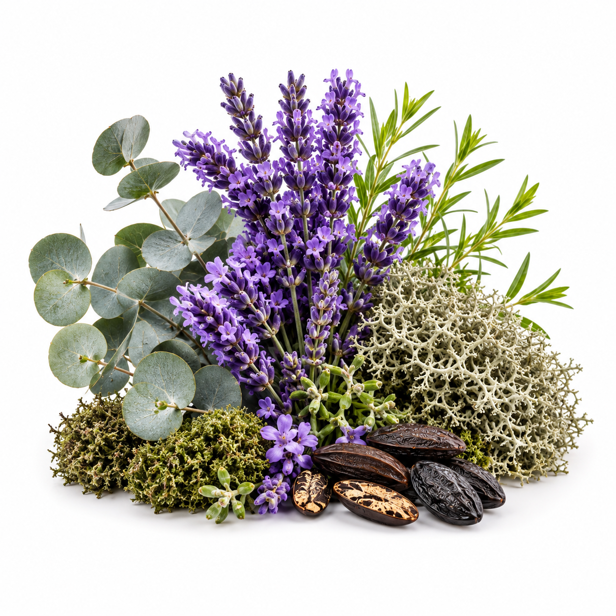 A botanical arrangement of dried and fresh herbs and plants on a white background, including purple lavender flowers, green eucalyptus leaves, pale green moss, brown seeds, and dried dark pods.