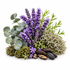 A botanical arrangement of dried and fresh herbs and plants on a white background, including purple lavender flowers, green eucalyptus leaves, pale green moss, brown seeds, and dried dark pods.