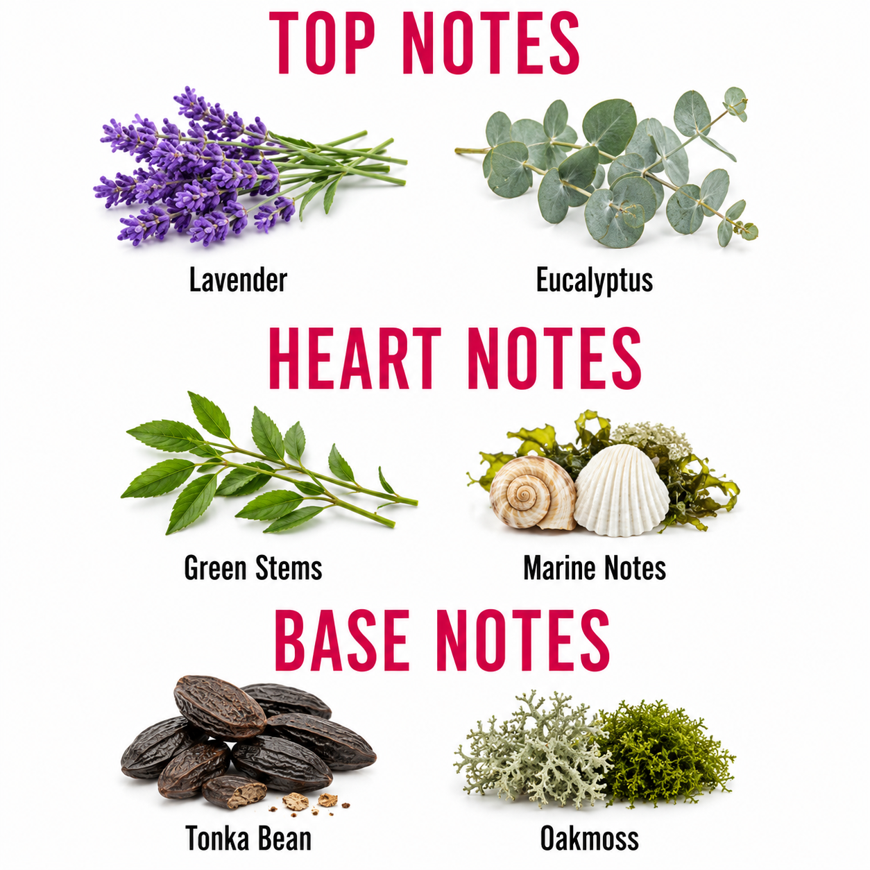 A fragrance notes graphic on a white background with pink text reading TOP NOTES, HEART NOTES, and BASE NOTES. Lavender and eucalyptus are shown under Top Notes, green stems and marine notes under Heart Notes, and tonka bean and oakmoss under Base Notes, with labeled botanical illustrations.
