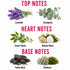 A fragrance notes graphic on a white background with pink text reading TOP NOTES, HEART NOTES, and BASE NOTES. Lavender and eucalyptus are shown under Top Notes, green stems and marine notes under Heart Notes, and tonka bean and oakmoss under Base Notes, with labeled botanical illustrations.