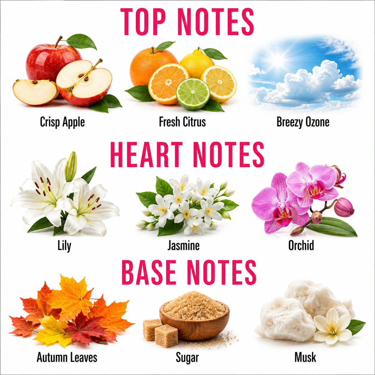 A fragrance notes chart on a white background with pink headers reading TOP NOTES, HEART NOTES, and BASE NOTES. Top notes shown are Crisp Apple, Fresh Citrus, and Breezy Ozone; heart notes are Lily, Jasmine, and Orchid; base notes are Autumn Leaves, Sugar, and Musk.
