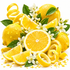 A bright, stylized arrangement of lemons and citrus peels with white blossoms and green leaves on a clean white background.