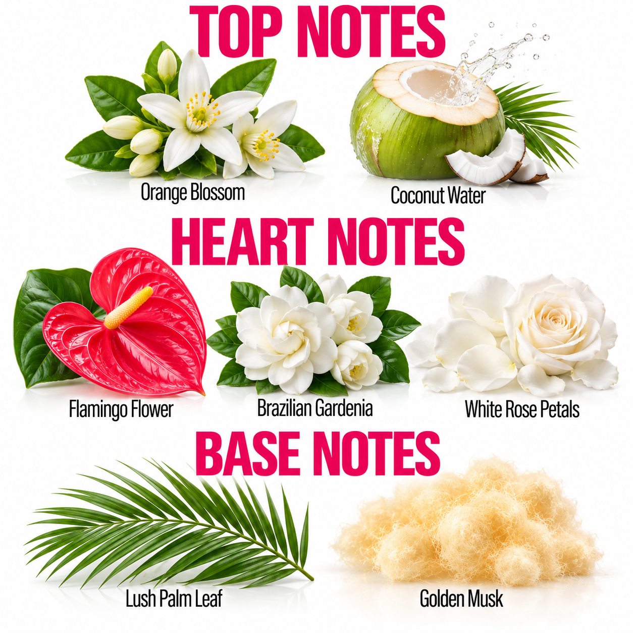 A fragrance notes graphic on a white background with large pink text reading TOP NOTES, HEART NOTES, and BASE NOTES. Top notes shown include orange blossom flowers, a coconut half with coconut water, flamingo flower, Brazilian gardenia, and white rose petals.