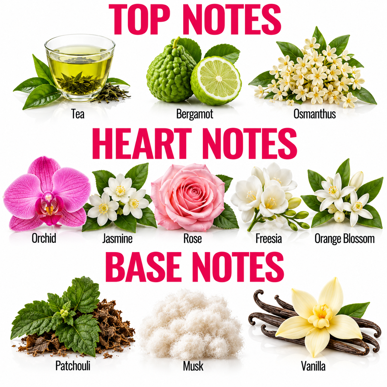 An educational fragrance notes chart displaying 'Top Notes', 'Heart Notes', and 'Base Notes' with corresponding botanical and botanical extracts. The top notes include tea, bergamot, and osmanthus.