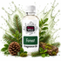 A bottle of Fizzy Whiz Forest Fragrance Oil surrounded by pine branches, a pinecone, mossy logs, and a water splash effect on a white background.