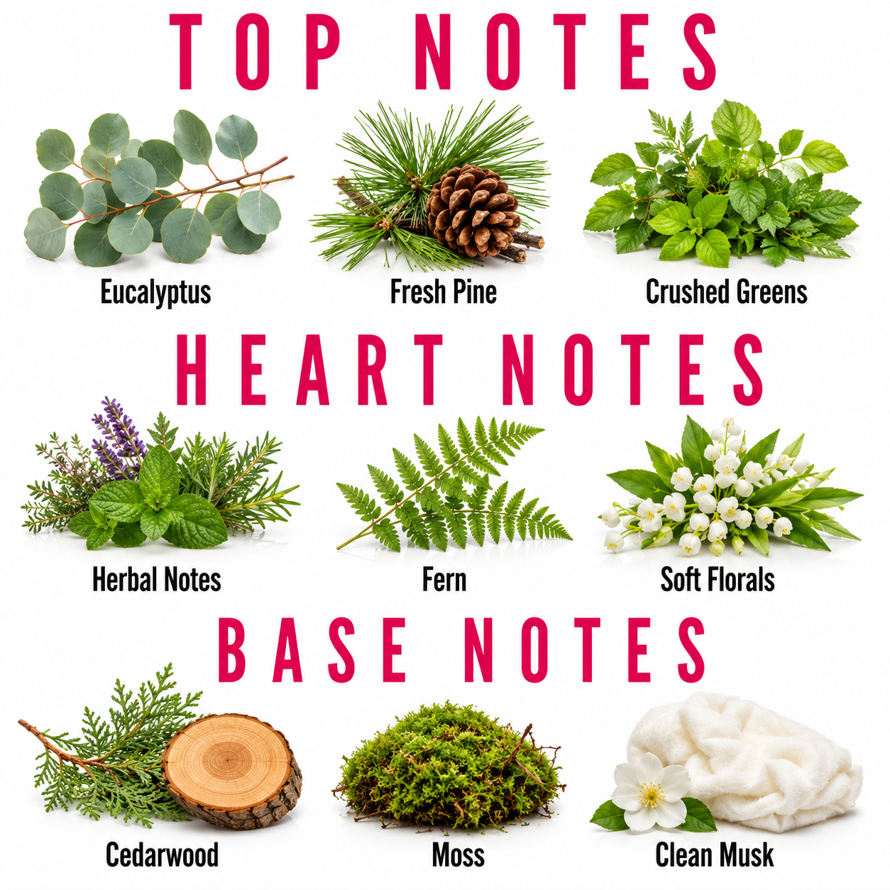 A fragrance notes chart titled 'TOP NOTES' and 'HEART NOTES' with 'BASE NOTES' in large pink text. The chart shows labeled botanical and material samples: Eucalyptus, Fresh Pine, Crushed Greens, Herbal Notes, Fern, Soft Florals, Cedarwood, Moss, and Clean Musk on a white background.