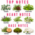 A fragrance notes chart titled 'TOP NOTES' and 'HEART NOTES' with 'BASE NOTES' in large pink text. The chart shows labeled botanical and material samples: Eucalyptus, Fresh Pine, Crushed Greens, Herbal Notes, Fern, Soft Florals, Cedarwood, Moss, and Clean Musk on a white background.