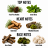 A fragrance notes infographic on a white background, categorized into Top Notes, Heart Notes, and Base Notes with corresponding botanical illustrations and text labels: Fresh Pine Needles, Green Notes, Cedarwood, Woodland Accords, Warm Woods, Soft Moss, and Gentle Musk.