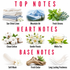 A fragrance notes graphic with the headings TOP NOTES, HEART NOTES, and BASE NOTES. Sun-dried linen, mountain air, fresh greens, clean cotton, gentle florals, white tea, soft musk, fresh cedar, and long lasting freshness are shown with small illustrative photos and labels on a white background.