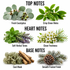 A fragrance notes graphic on a white background with the headings TOP NOTES, HEART NOTES, and BASE NOTES. The top notes show eucalyptus leaves and green leaves labeled Fresh Eucalyptus and Crisp Green Notes.