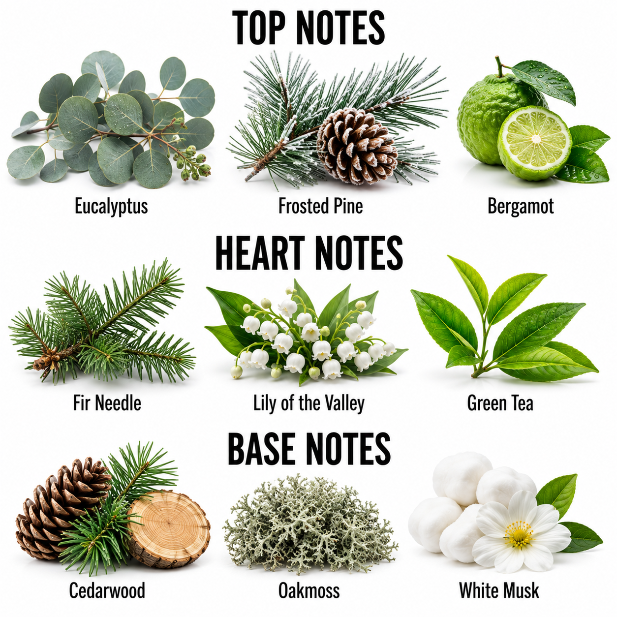 A fragrance scent profile graphic showing top, heart, and base notes with labeled botanical illustrations: Eucalyptus, frosted pine, bergamot, fir needle, lily of the valley, green tea, cedarwood, oakmoss, and white musk.