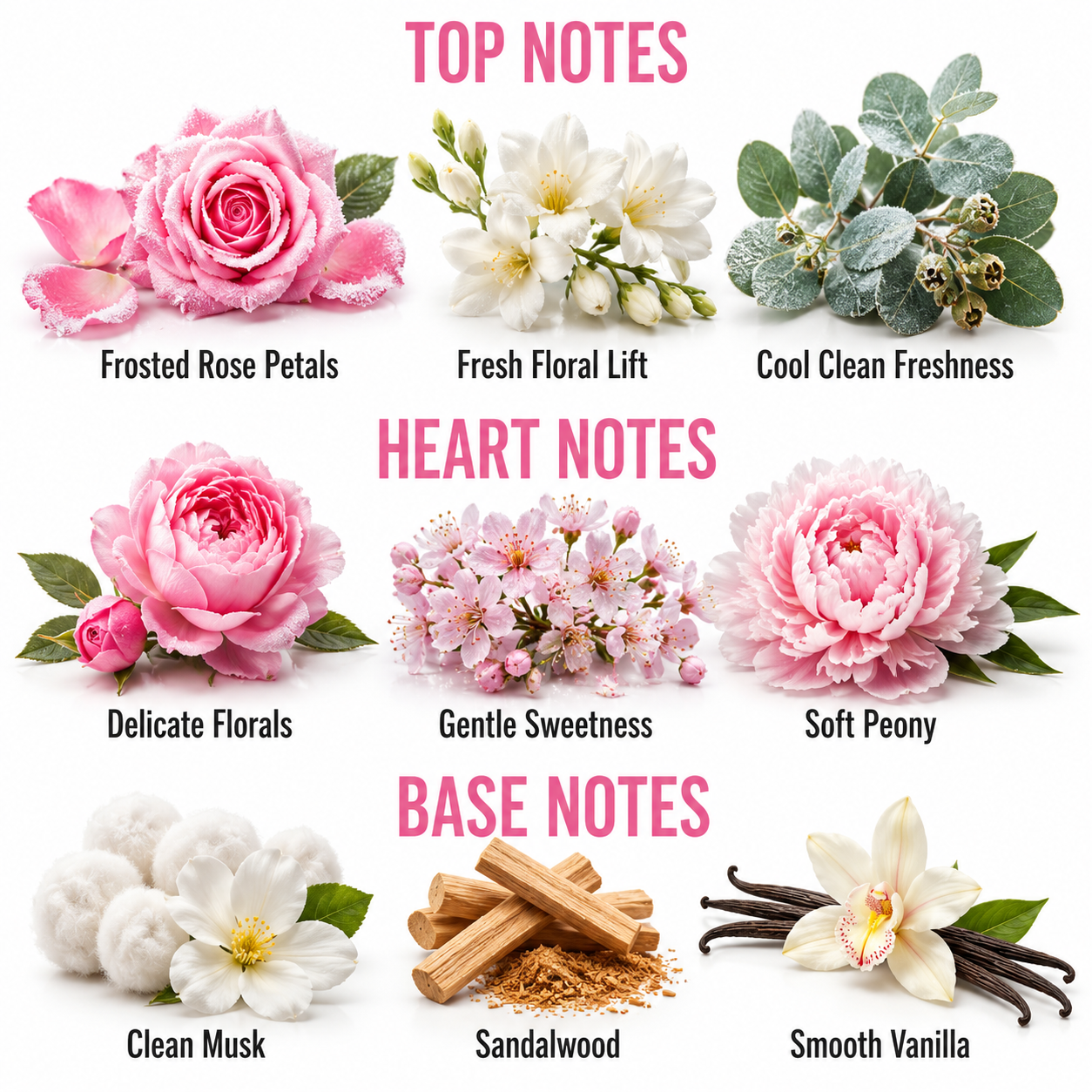 A fragrance notes graphic on a white background with pink headers reading TOP NOTES, HEART NOTES, and BASE NOTES. Each section shows floral and botanical illustrations with labeled scents: frosted rose petals, fresh floral lift, cool clean freshness, delicate florals, gentle sweetness, soft peony, clean musk, sandalwood, and smooth vanilla.