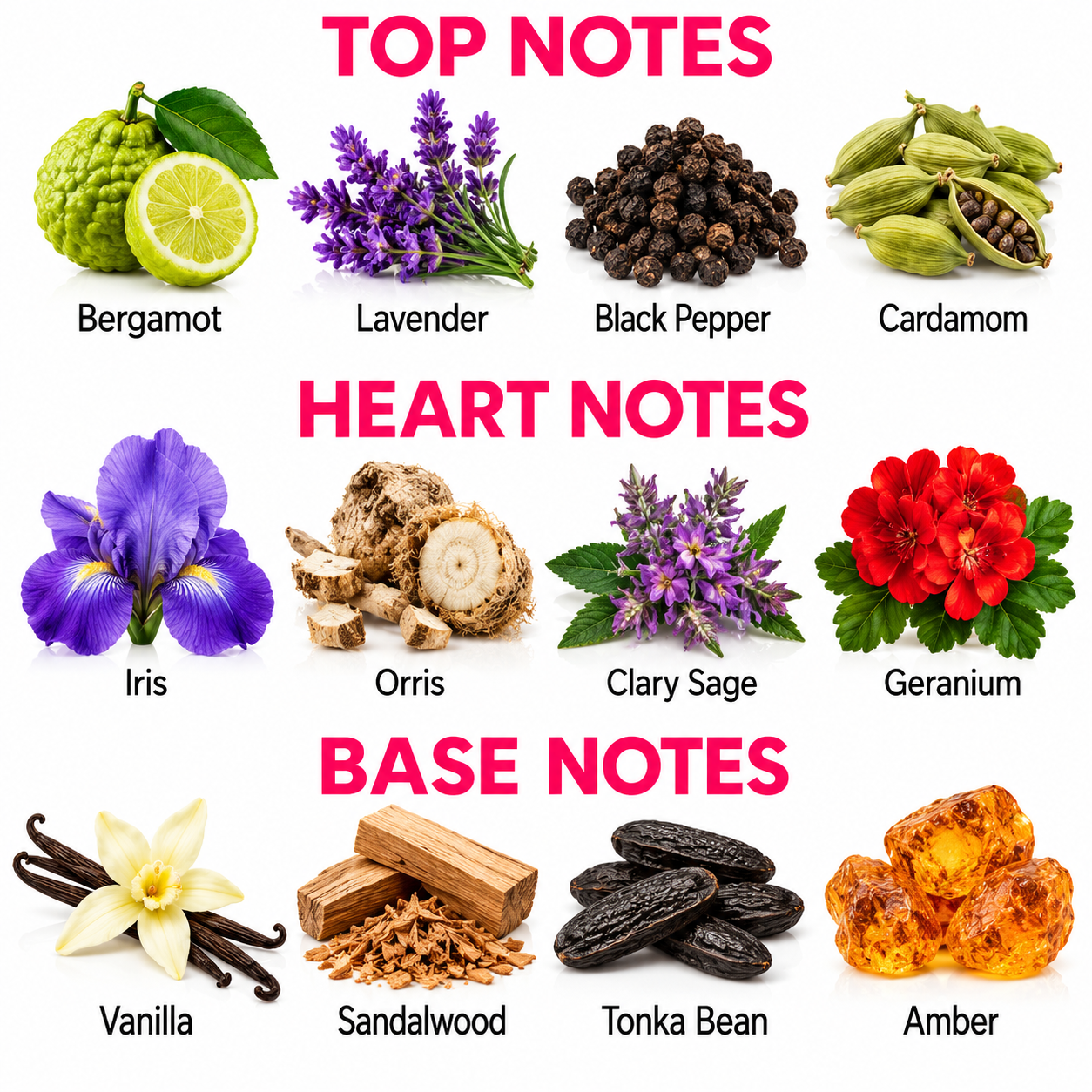 A botanical notes chart showing top, heart, and base notes with labeled ingredient illustrations on a white background. Top notes include bergamot, lavender, black pepper, and cardamom.