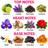 A botanical notes chart showing top, heart, and base notes with labeled ingredient illustrations on a white background. Top notes include bergamot, lavender, black pepper, and cardamom.