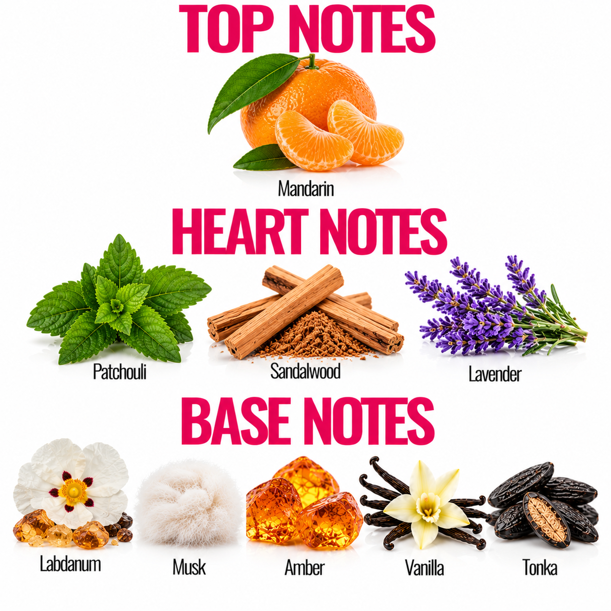 A fragrance notes graphic on a white background with three labeled sections: TOP NOTES at the top showing mandarin orange slices and leaves, HEART NOTES in the middle showing mint leaves, cinnamon sticks, sandalwood, and lavender sprigs, and BASE NOTES at the bottom showing labdanum, musk, amber, vanilla pods, and tonka beans.