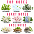 A fragrance notes graphic with the headings TOP NOTES, HEART NOTES, and BASE NOTES. The top notes section shows green leafy branches, airy blue wind-like lines, and green eucalyptus leaves labeled Fresh Green Notes, Airy Brightness, and Green Freshness.
