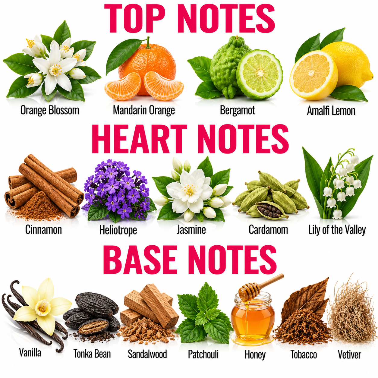 An educational infographic detailing the scent profile of a fragrance, categorized into 'TOP NOTES', 'HEART NOTES', and 'BASE NOTES' with corresponding illustrations of botanical ingredients like citrus fruits, cinnamon, jasmine, and vanilla.