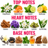 An educational infographic detailing the scent profile of a fragrance, categorized into 'TOP NOTES', 'HEART NOTES', and 'BASE NOTES' with corresponding illustrations of botanical ingredients like citrus fruits, cinnamon, jasmine, and vanilla.