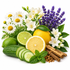 A styled botanical arrangement of whole and sliced citrus fruits, cucumbers, mint leaves, purple lavender flowers, white daisies, and cinnamon sticks on a clean white background.